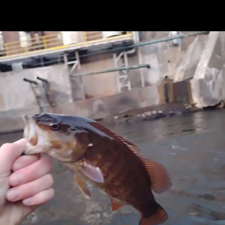 Smallmouth bass caught on Fishbrain