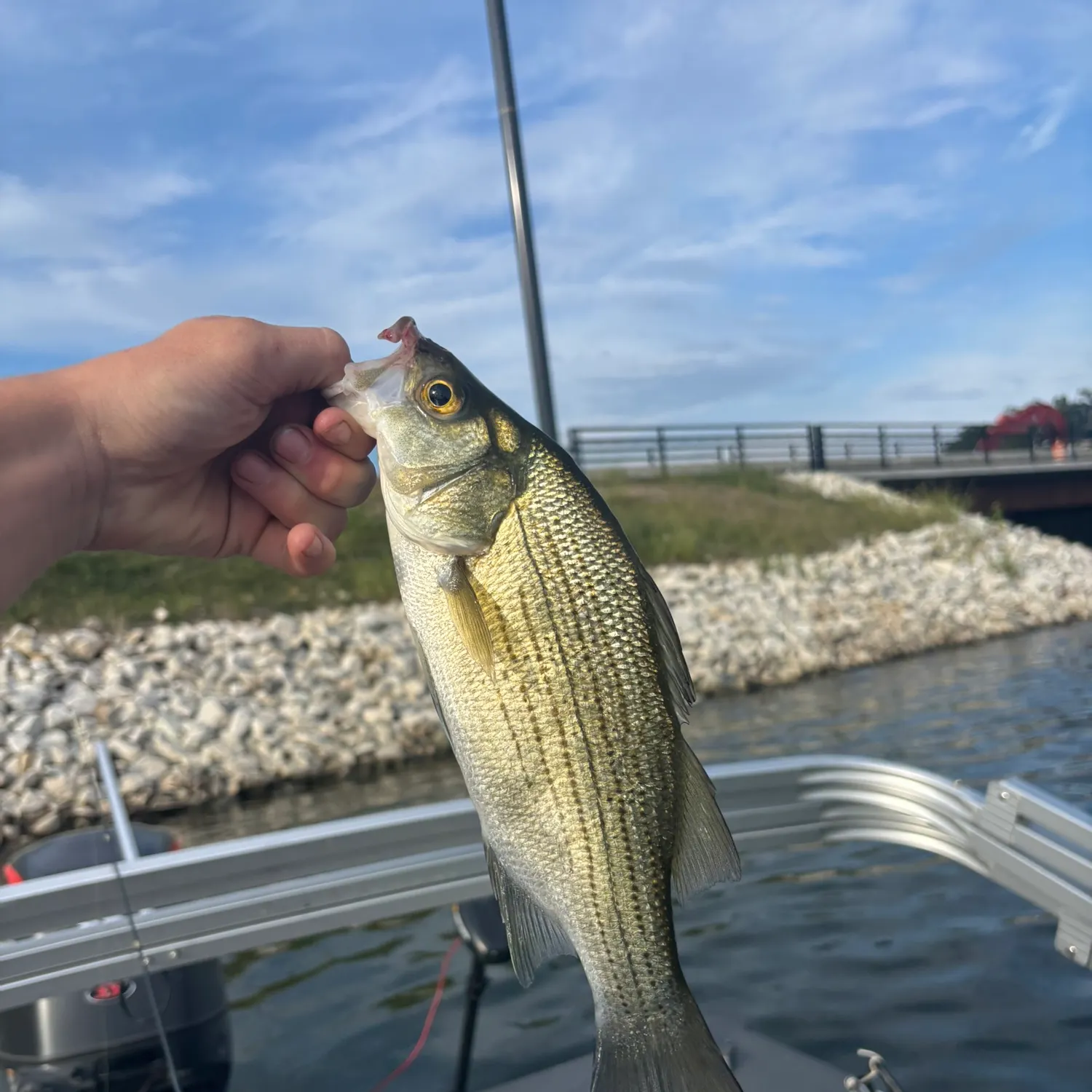 White bass caught on Fishbrain