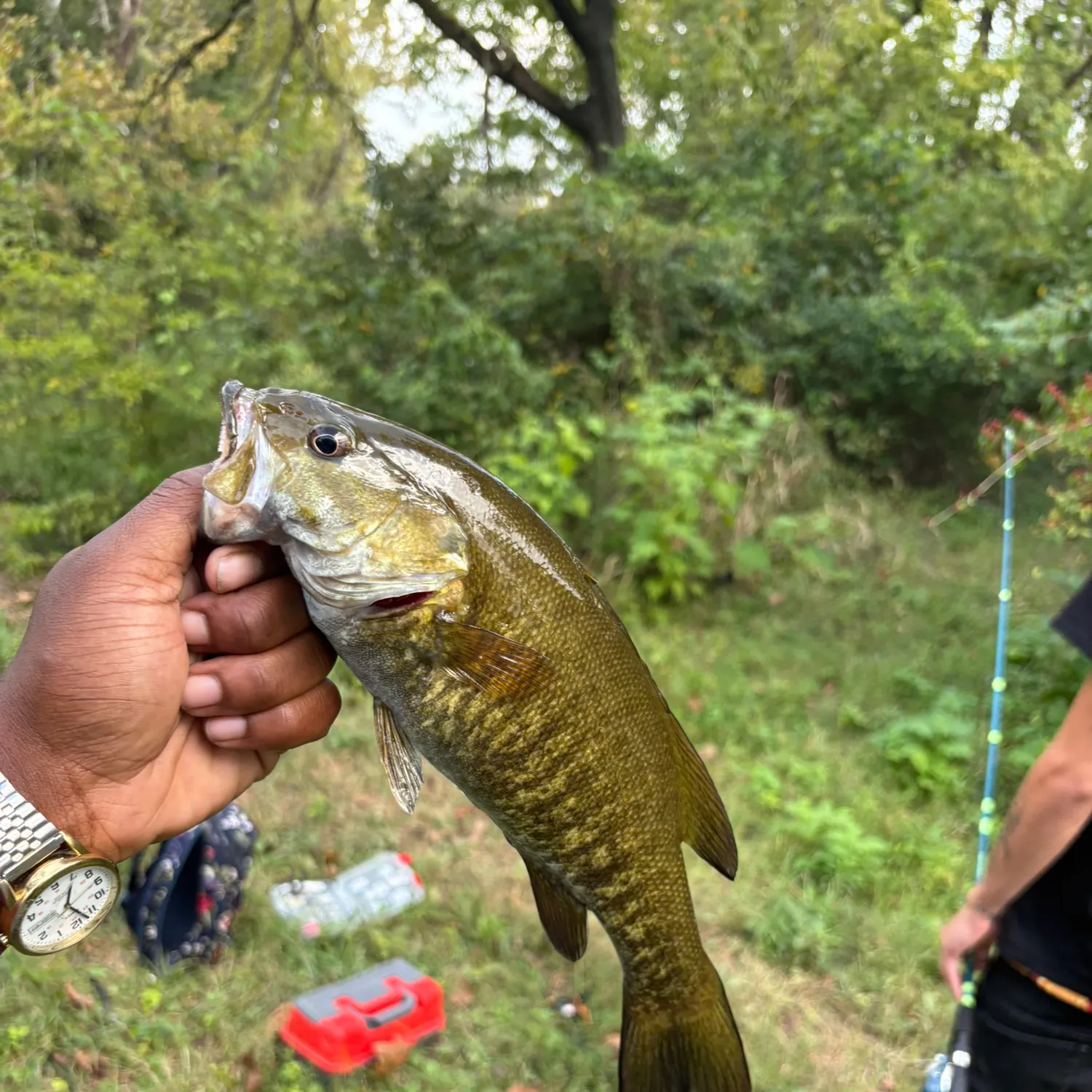 Smallmouth bass caught on Fishbrain
