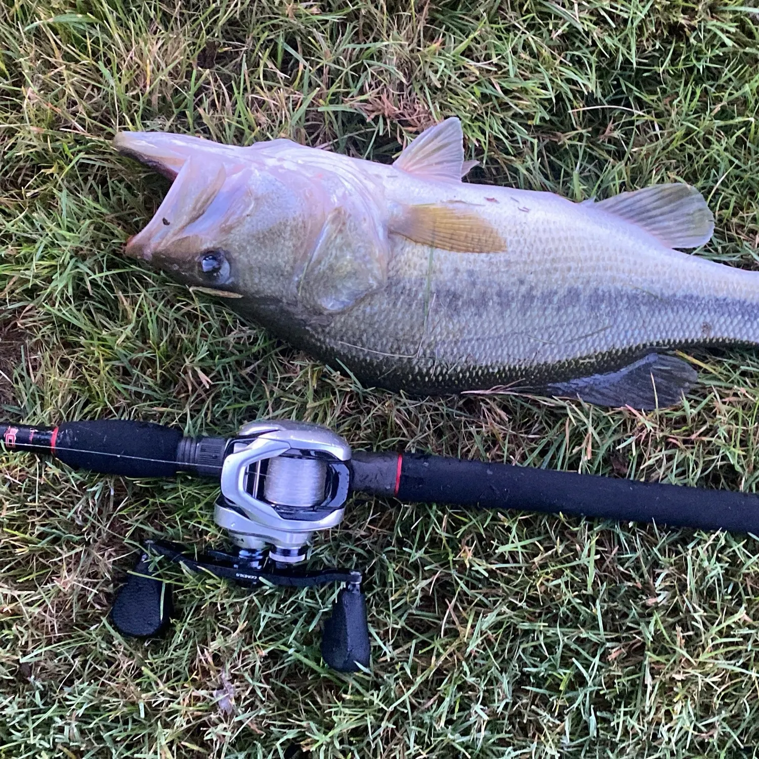Largemouth bass caught on Fishbrain