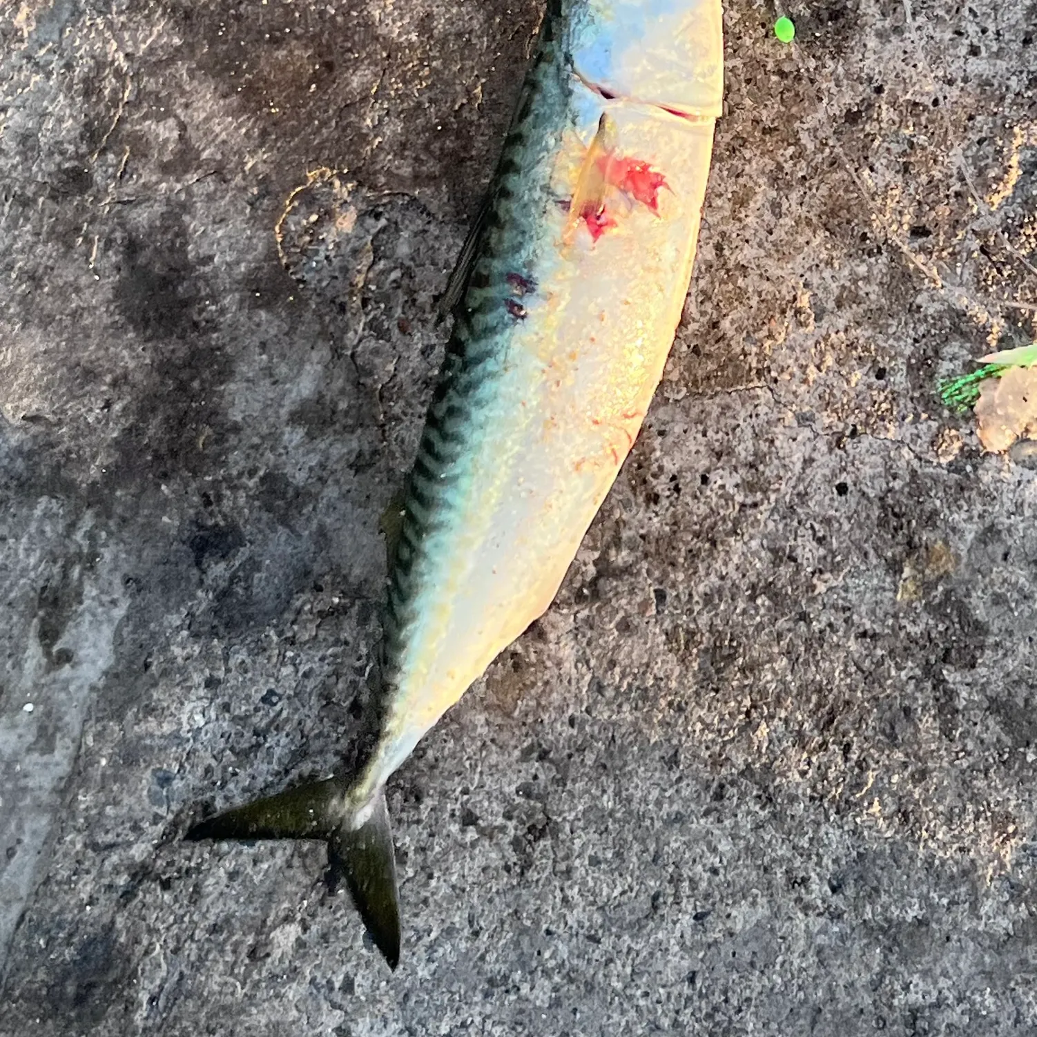 The most recent Pacific chub mackerel catches on Fishbrain