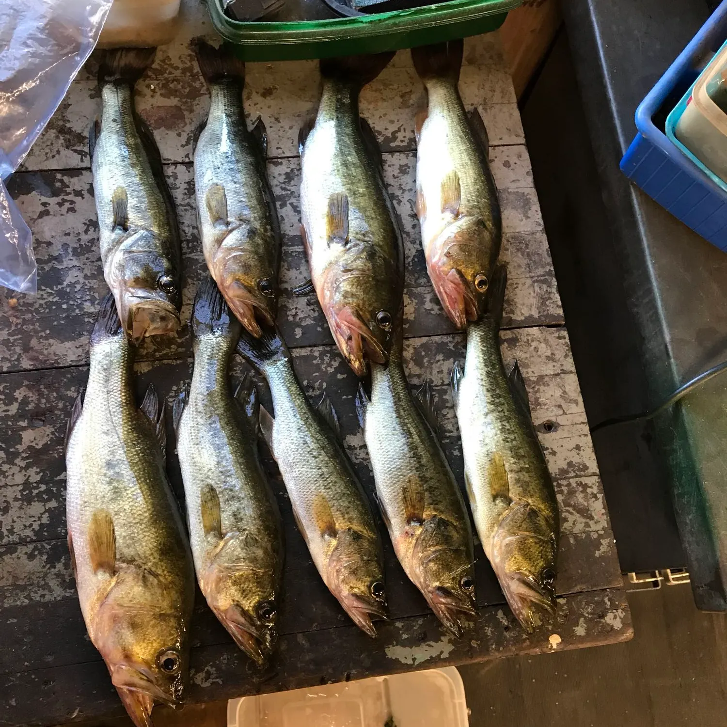 recently logged catches