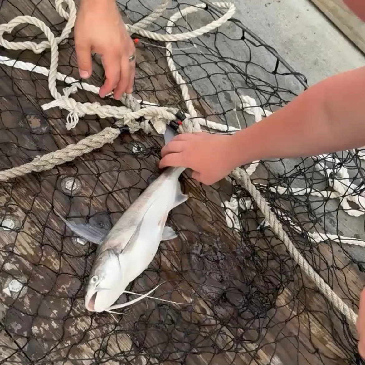 catch