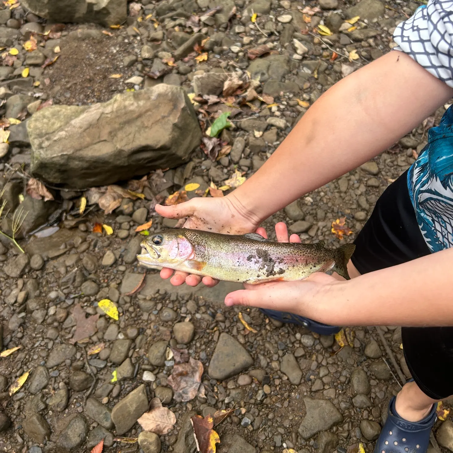Rainbow trout caught on Fishbrain
