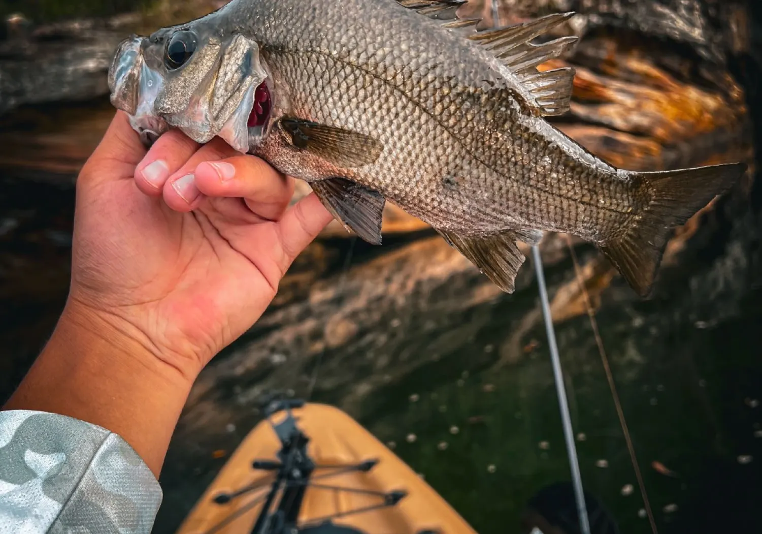 Estuary perch