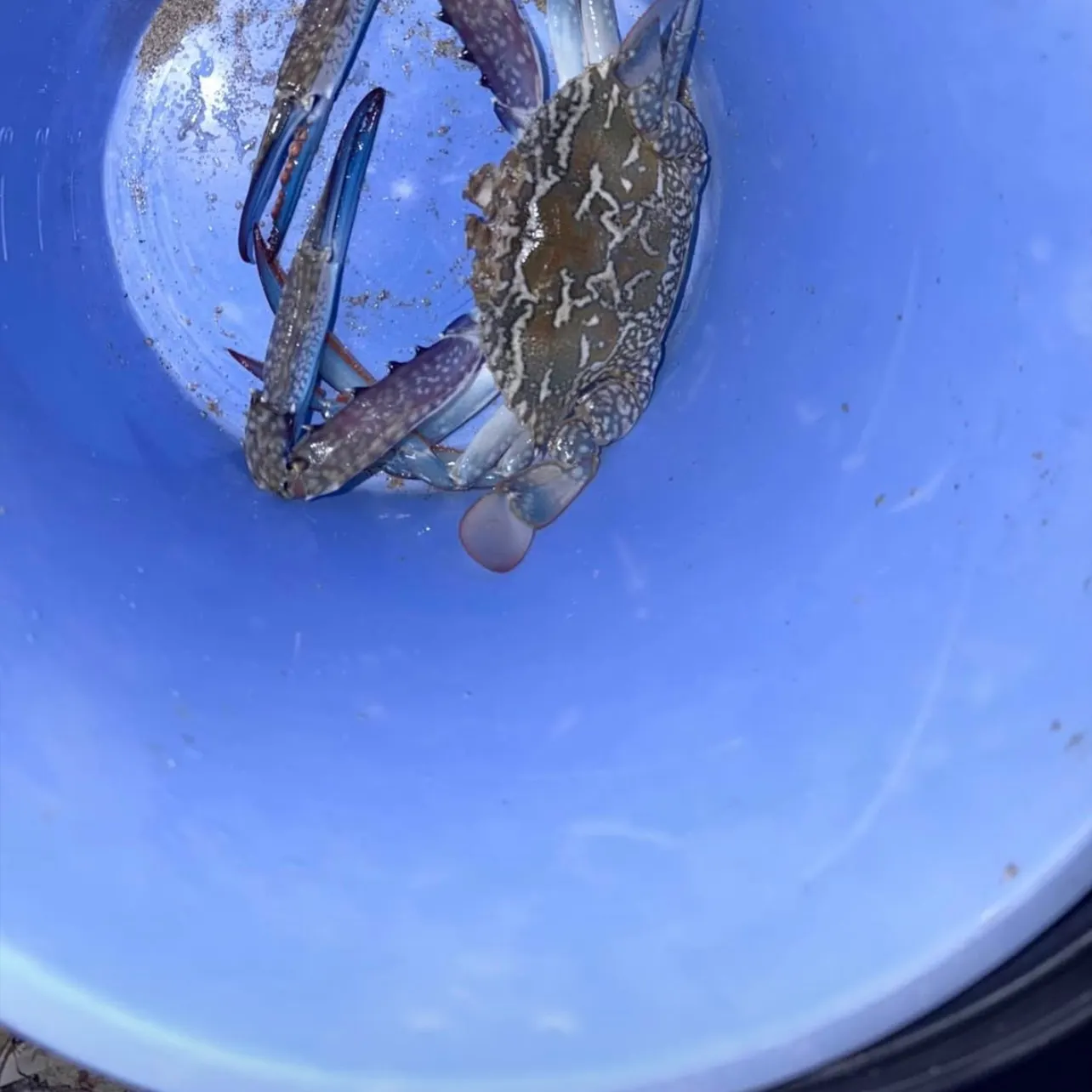 The most recent Blue swimmer crab catches on Fishbrain