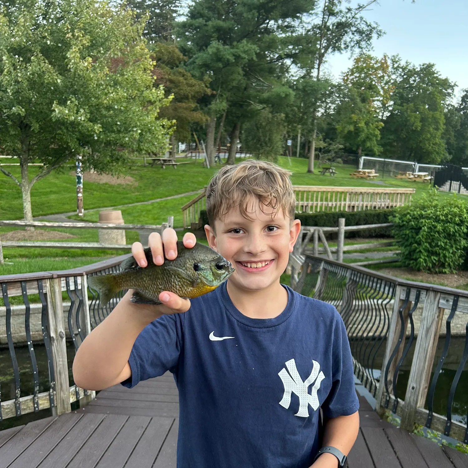 Bluegill caught on Fishbrain