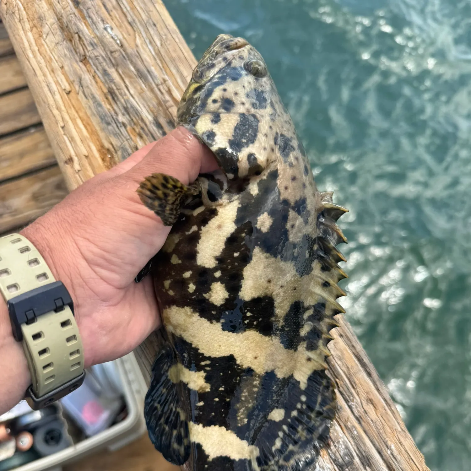 The most recent Atlantic goliath grouper catches on Fishbrain