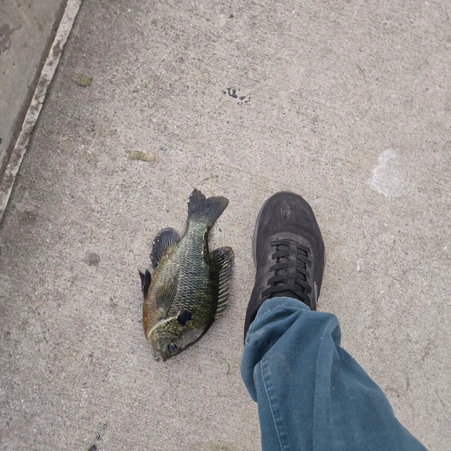 Bluegill caught on Fishbrain