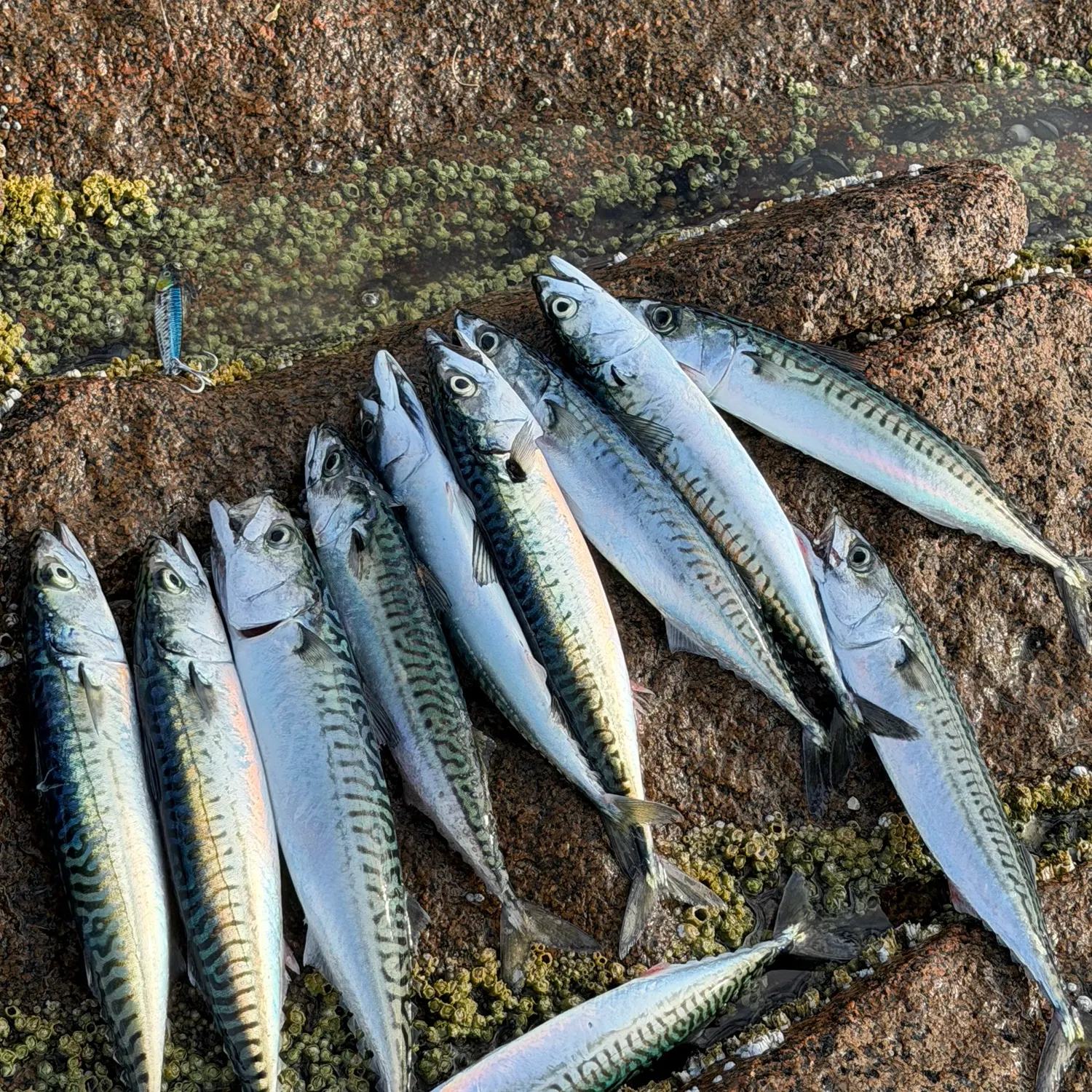 Atlantic mackerel caught on Fishbrain