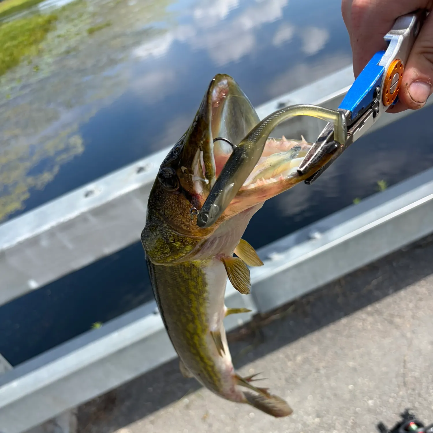 Chain pickerel caught on Fishbrain