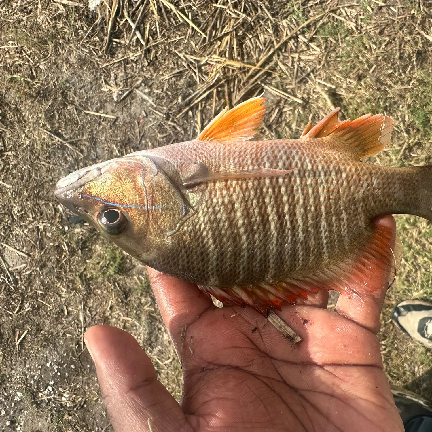 The most recent Dog Snapper catches on Fishbrain