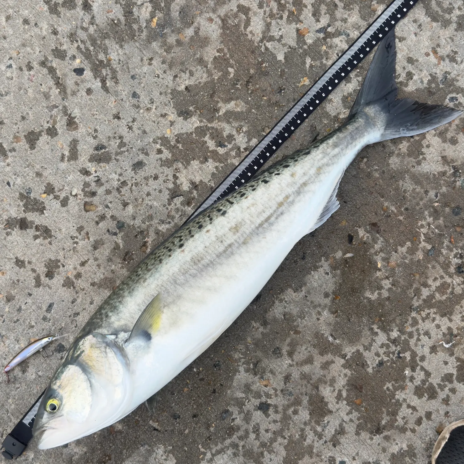 The most recent Eastern Australian salmon catches on Fishbrain