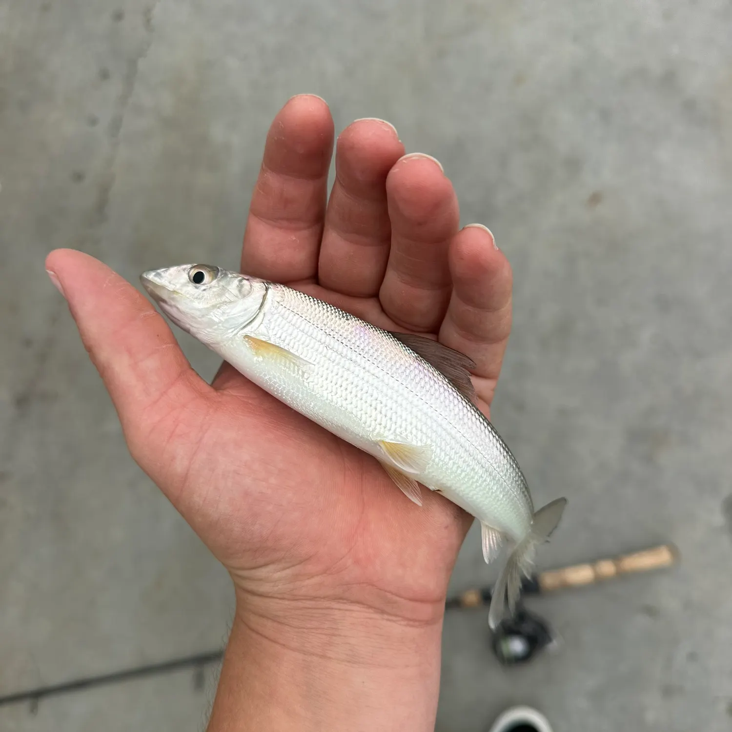 The most recent Cortez bonefish catches on Fishbrain
