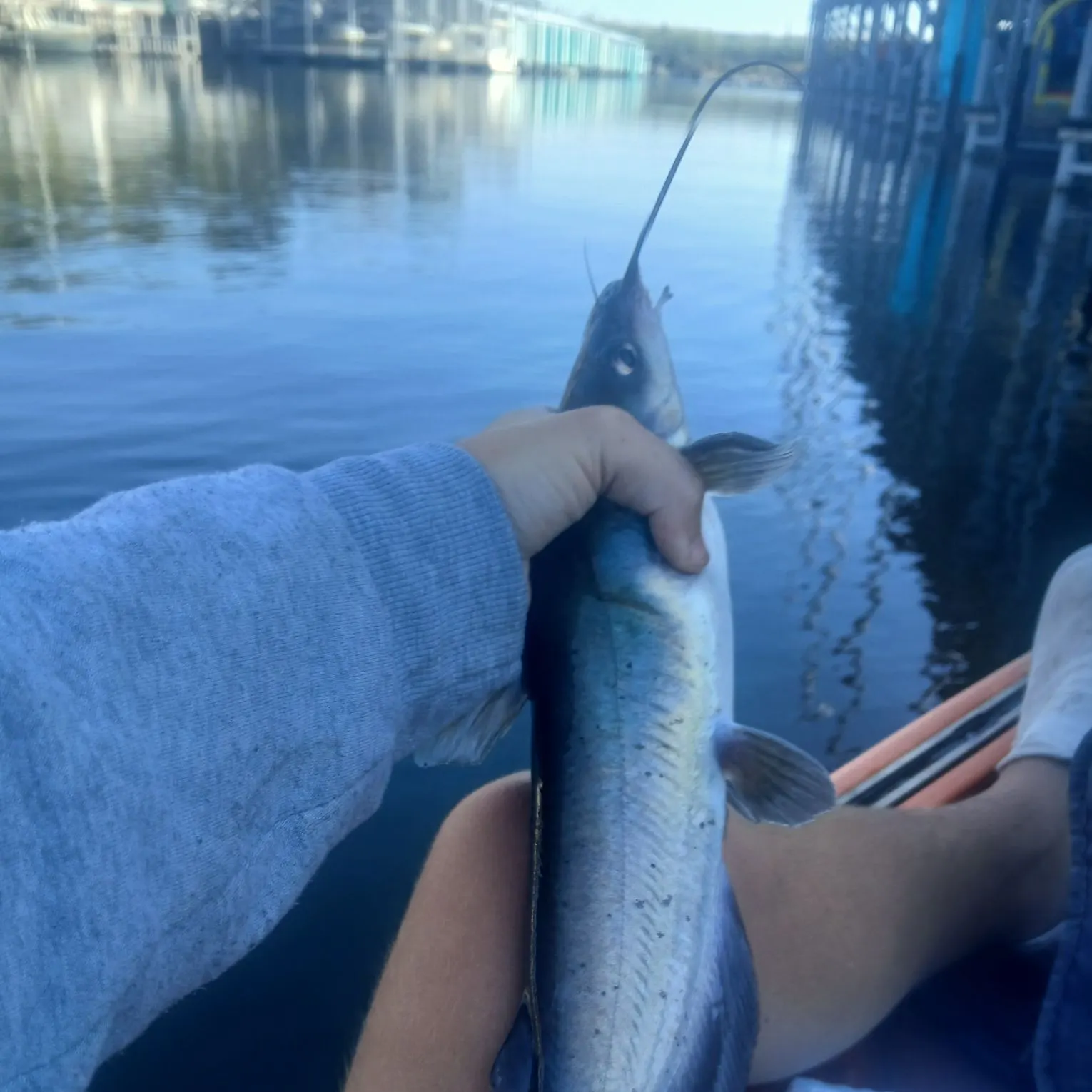 Channel catfish caught on Fishbrain