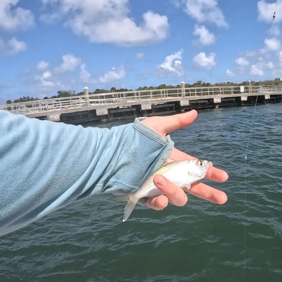 The most recent Atlantic spotfin mojarra catches on Fishbrain