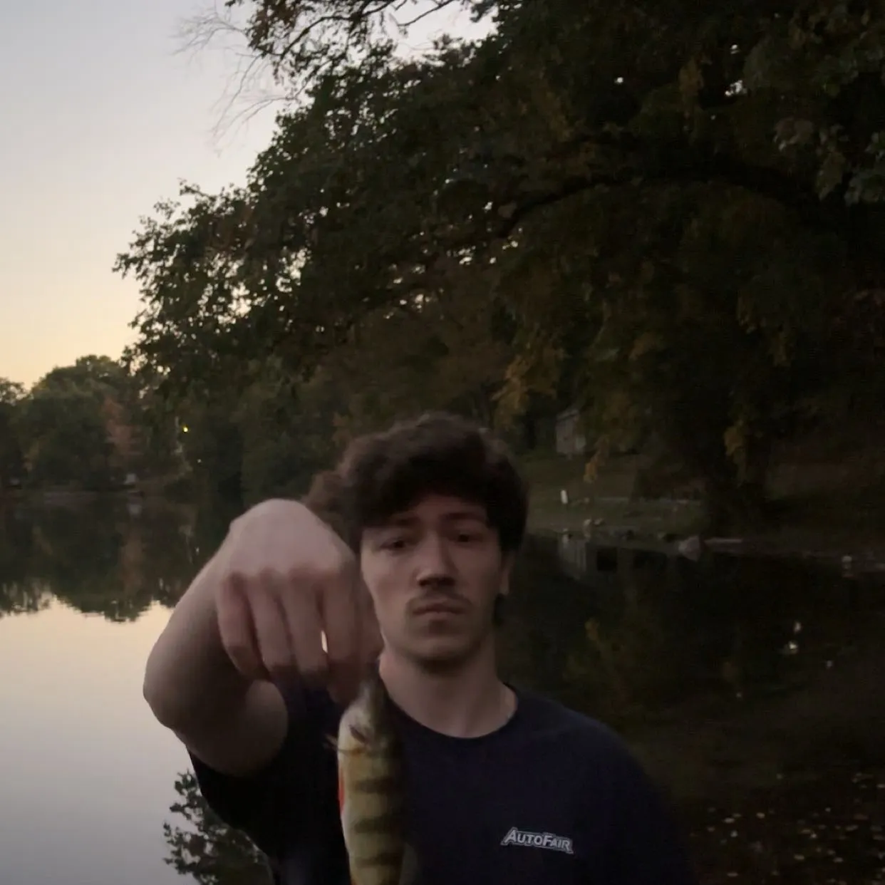 Yellow perch caught on Fishbrain