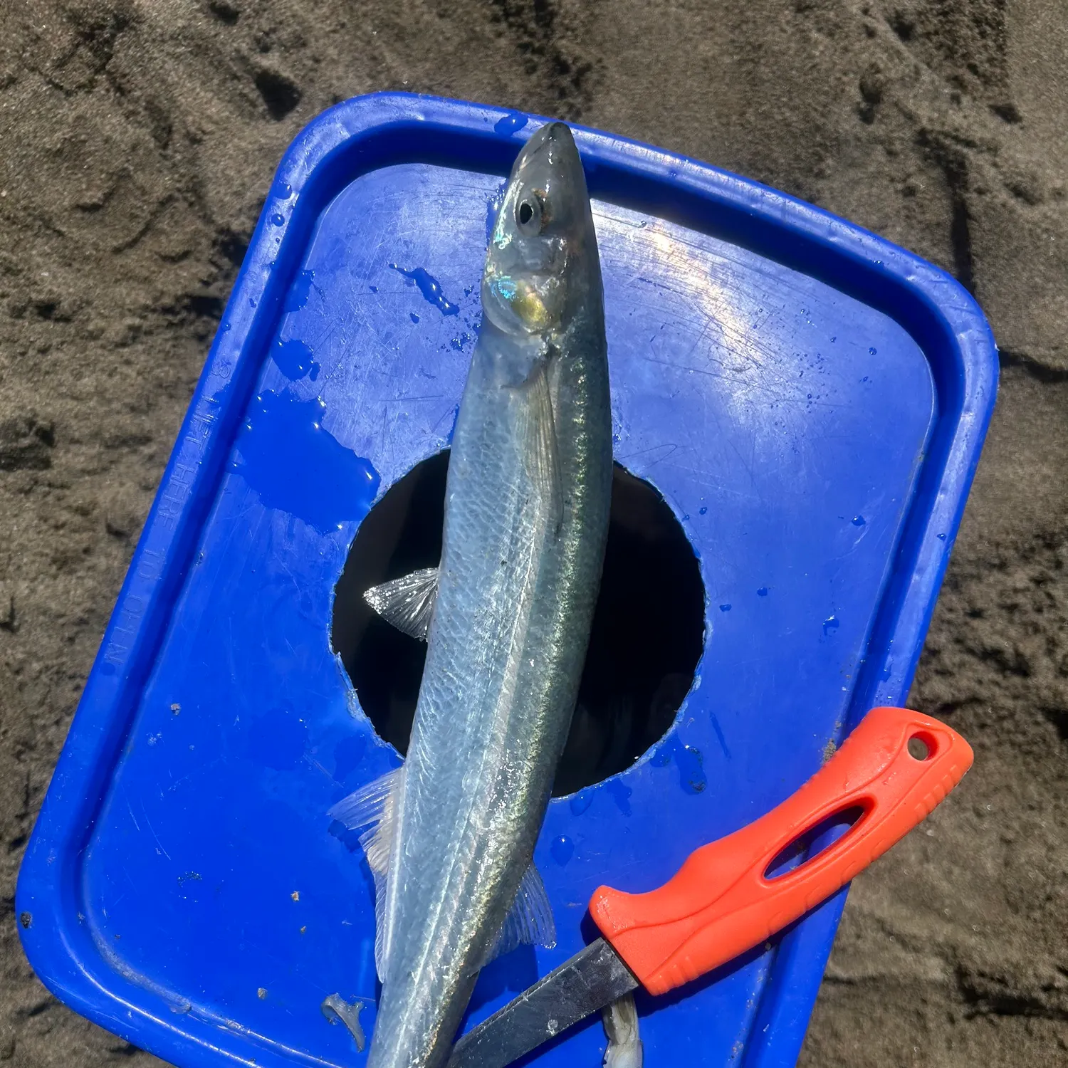 The most recent Jack silverside catches on Fishbrain