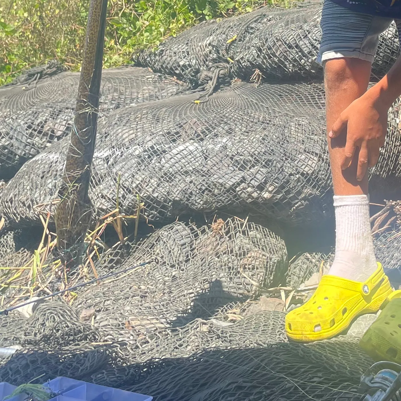 The most recent Speckled longfin eel catches on Fishbrain