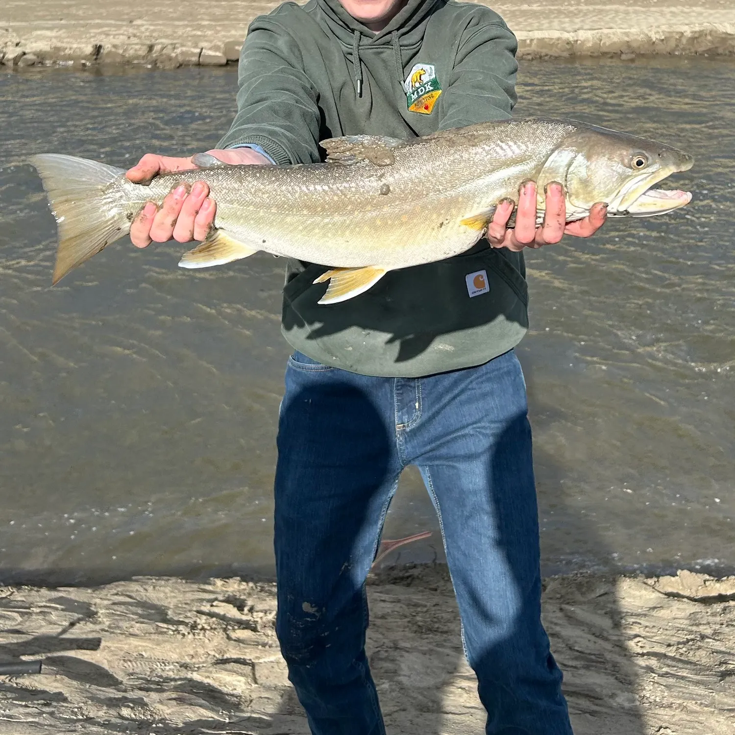 The most recent Bull trout catches on Fishbrain