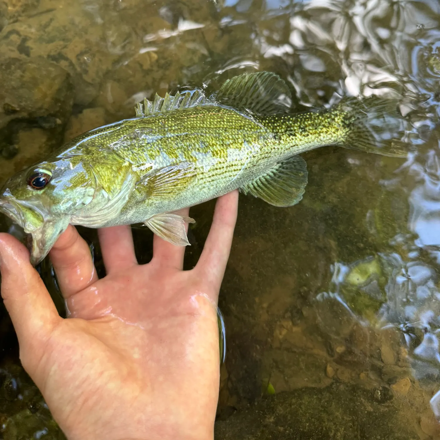 The most recent Cahaba bass catches on Fishbrain