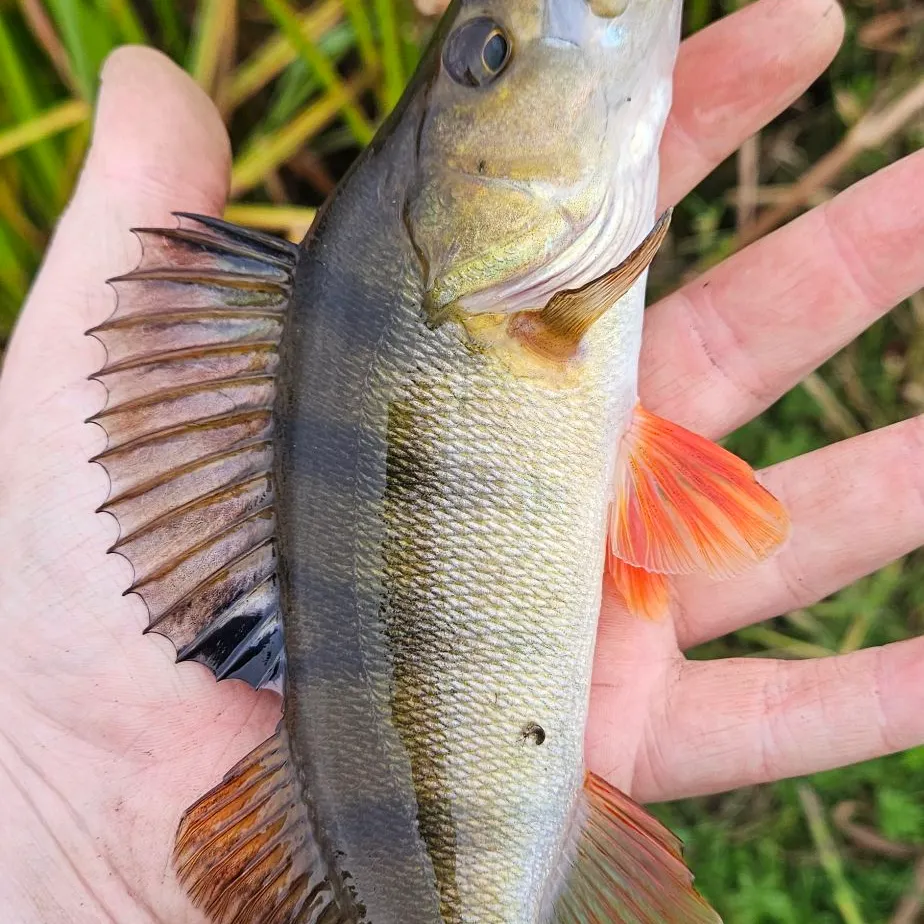 European perch caught on Fishbrain