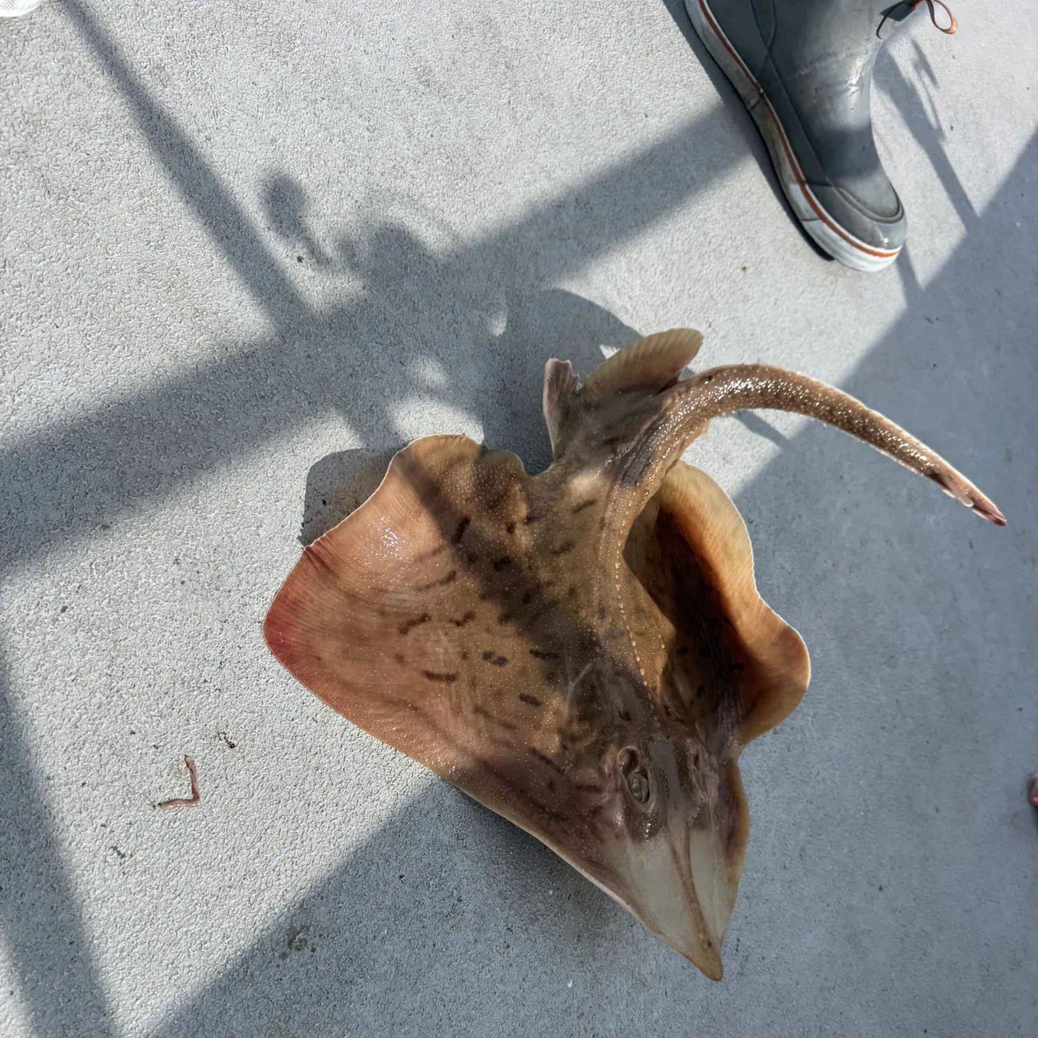 The most recent Starry ray catches on Fishbrain