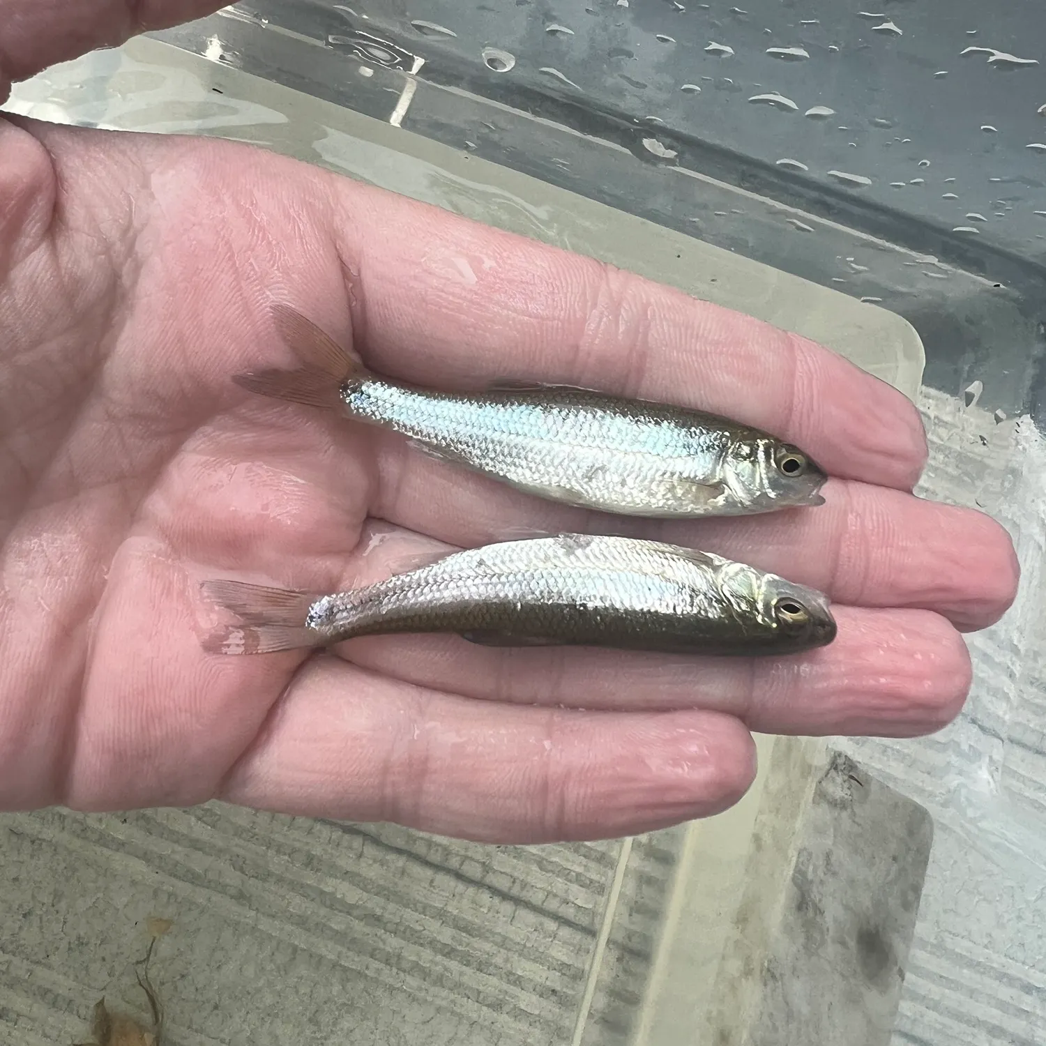 The most recent Bridle shiner catches on Fishbrain