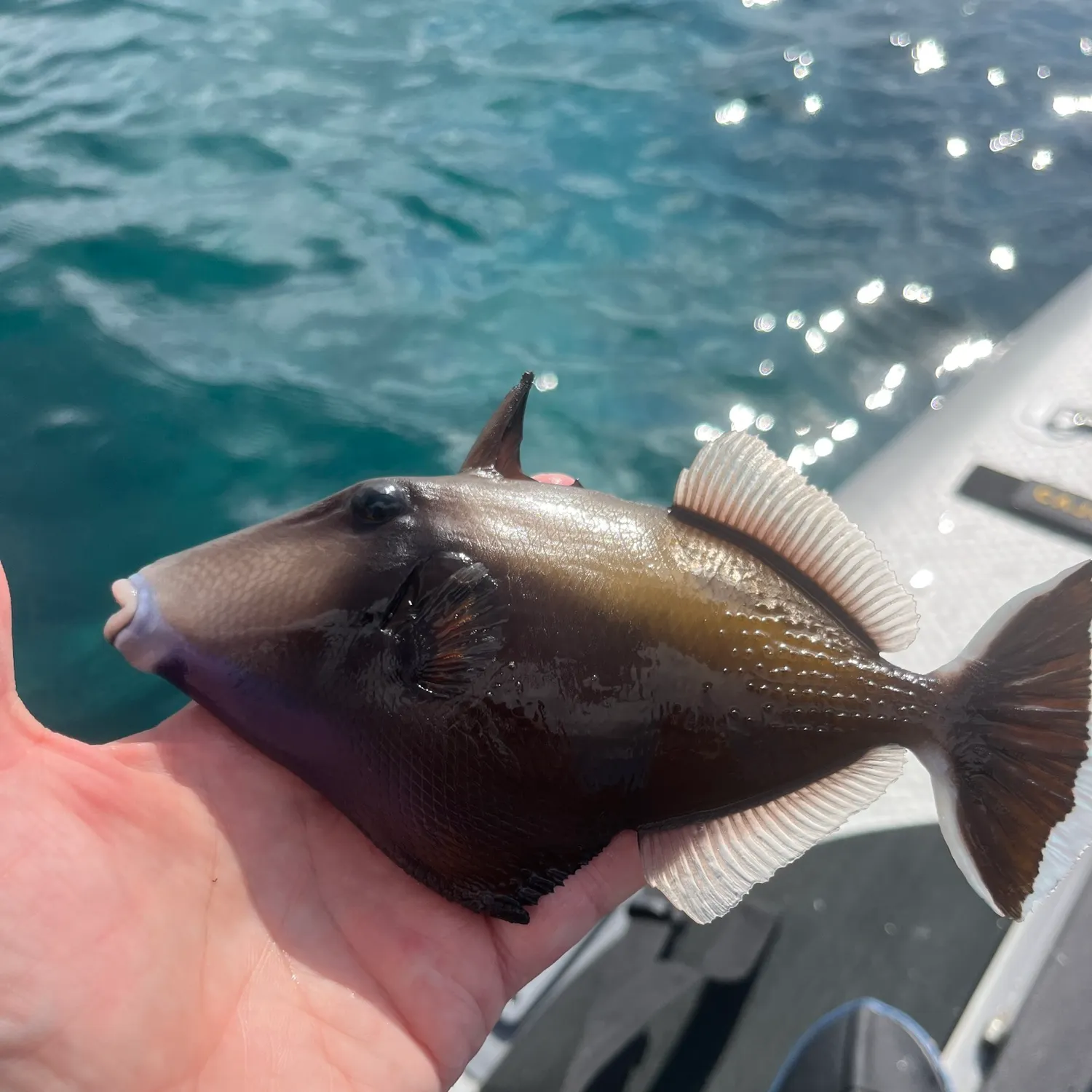 The most recent Halfmoon triggerfish catches on Fishbrain