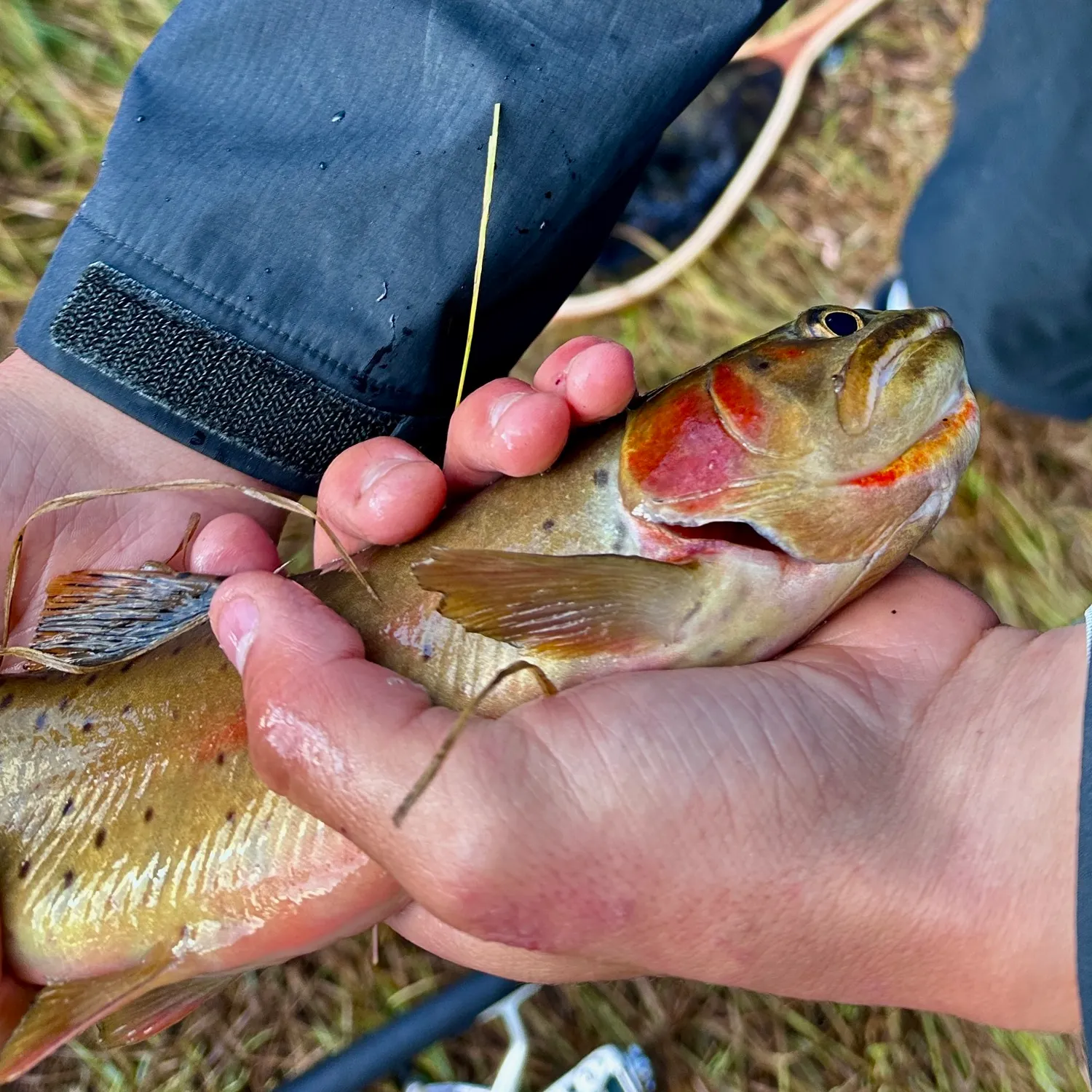 Cutthroat trout caught on Fishbrain