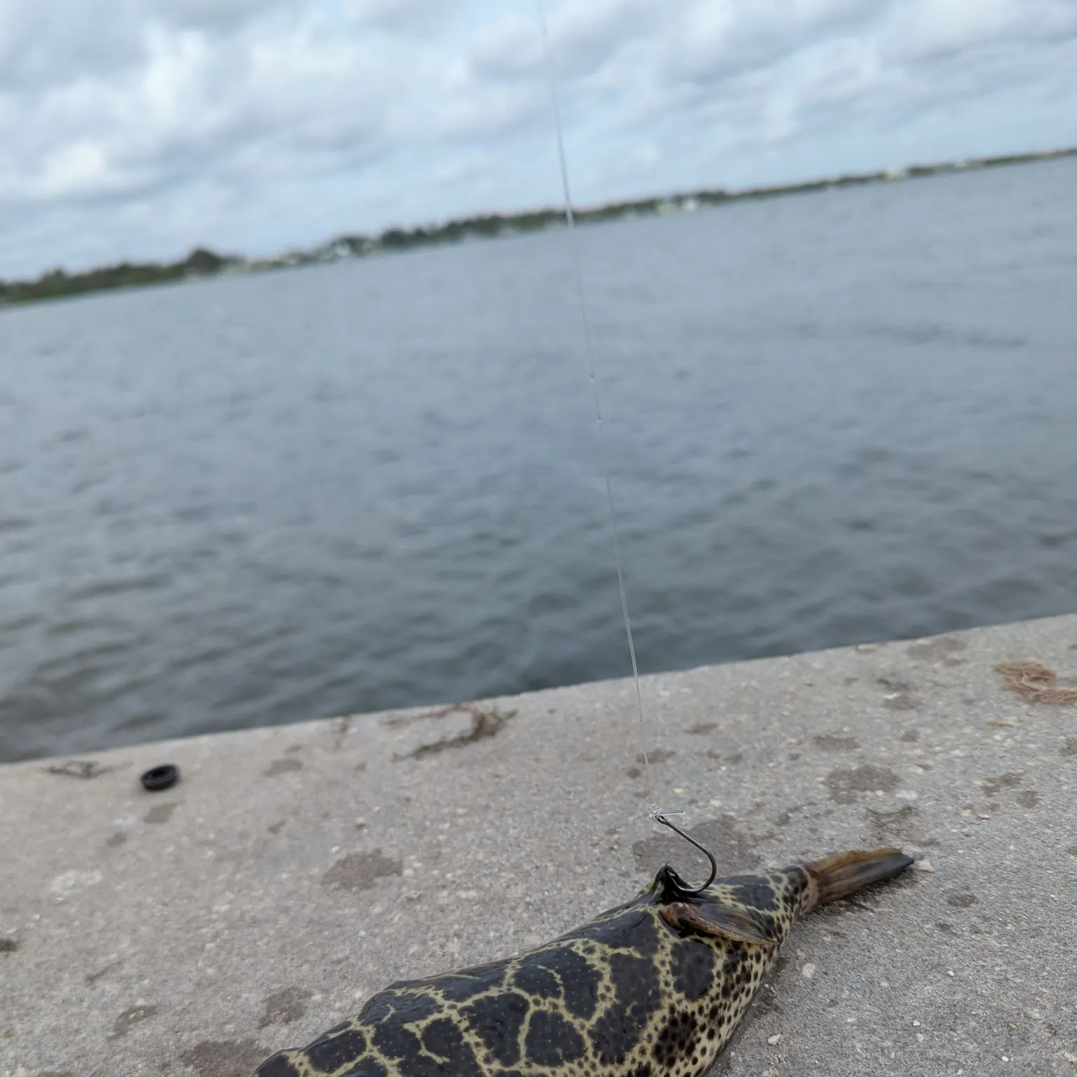 The most recent Panther puffer catches on Fishbrain