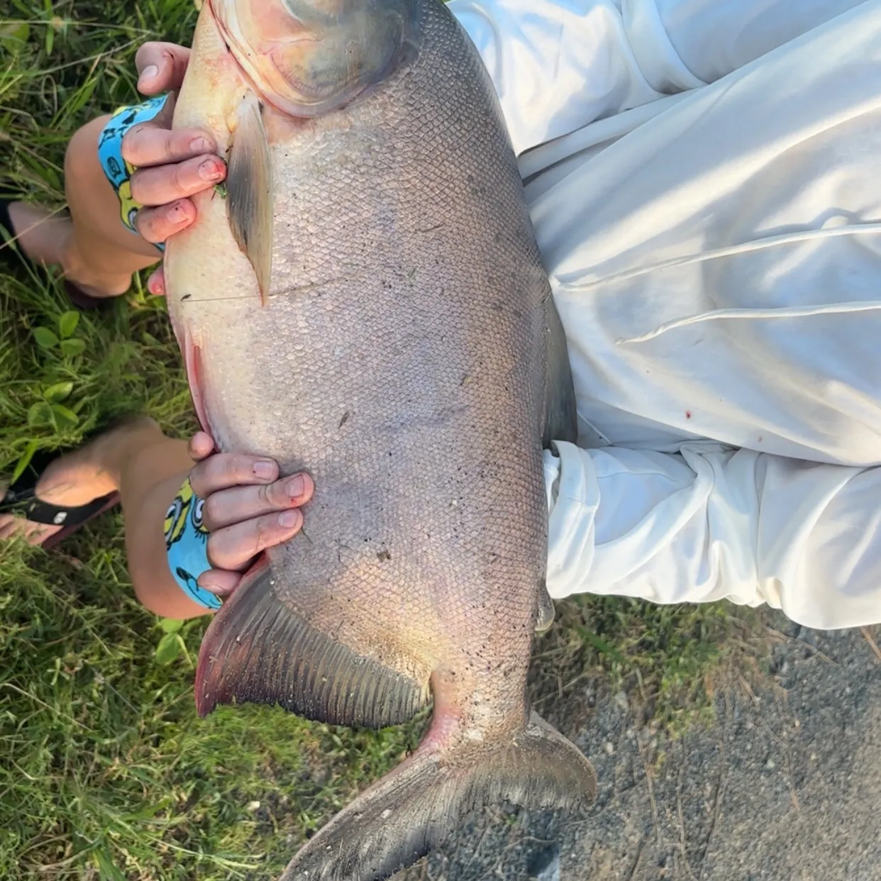 The most recent Black pacu catches on Fishbrain