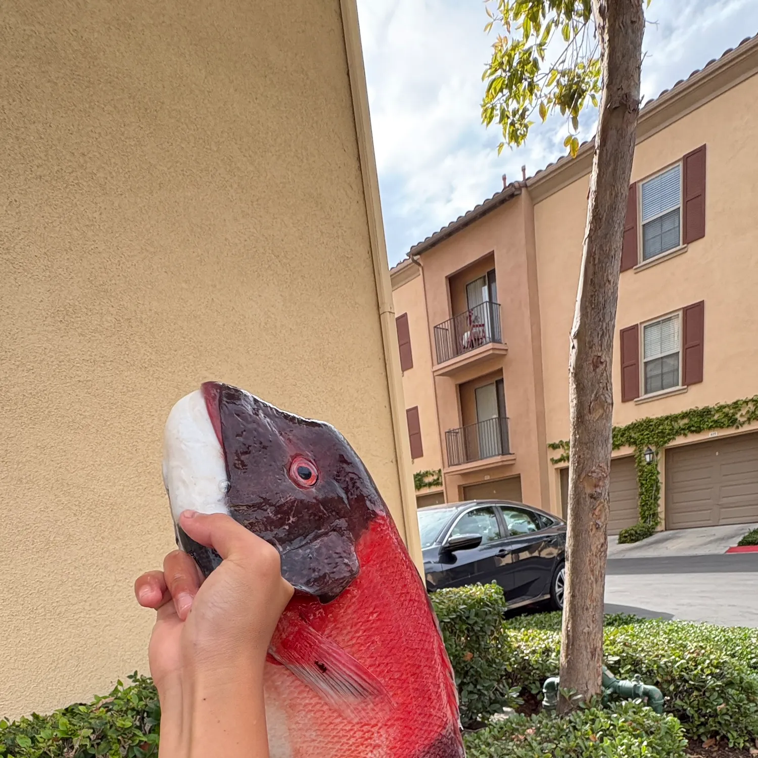 The most recent California sheephead catches on Fishbrain
