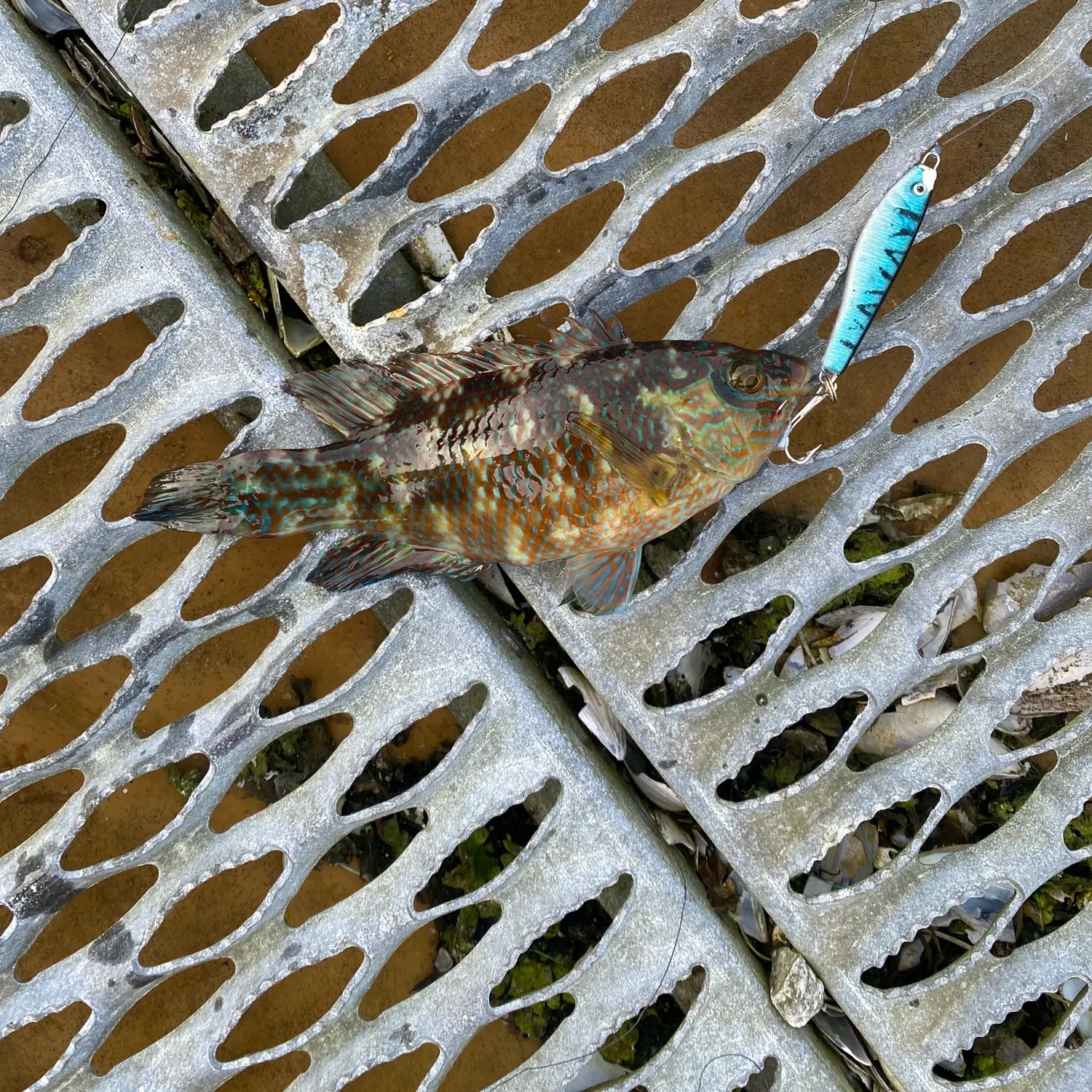 Fish caught on Fishbrain