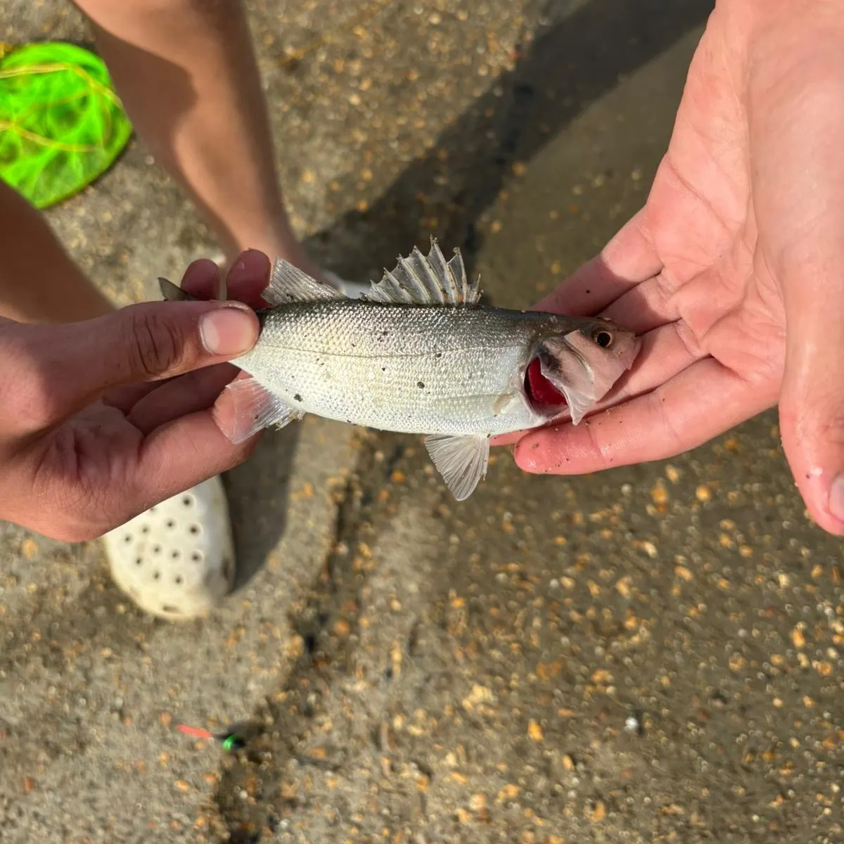 European seabass caught on Fishbrain