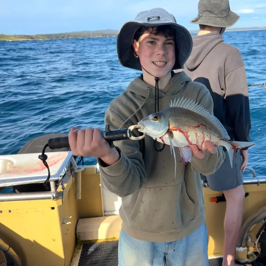 Jackass morwong caught on Fishbrain