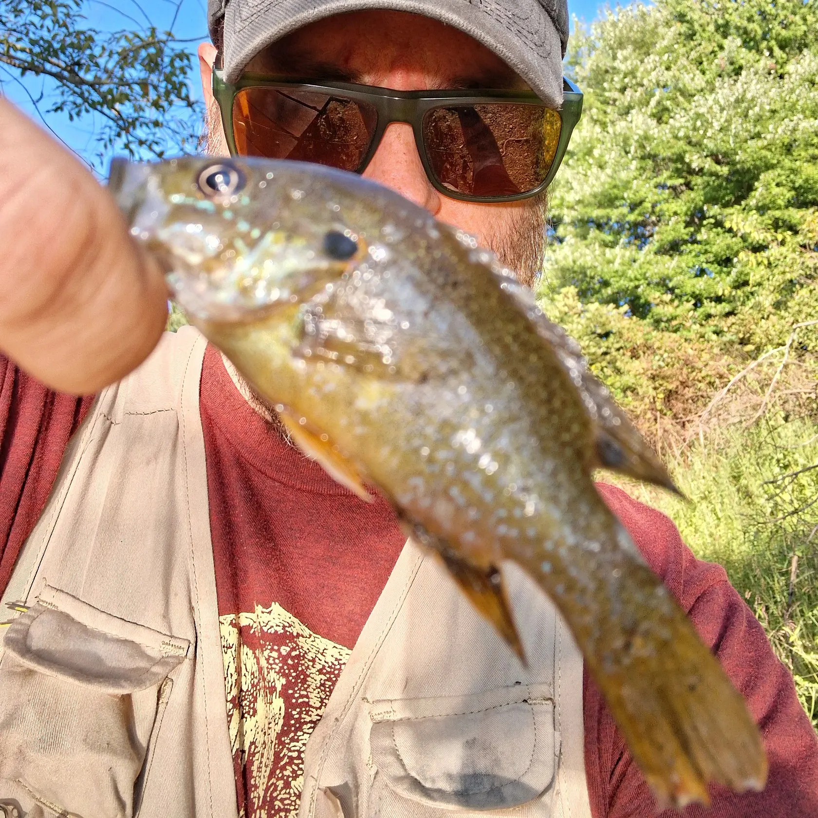 Green sunfish caught on Fishbrain