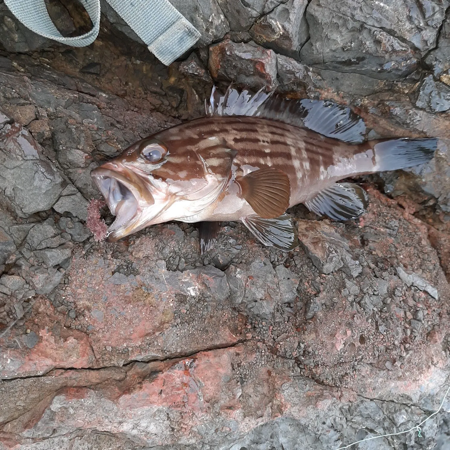 The most recent Dusky grouper catches on Fishbrain