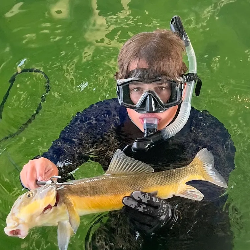 The most recent Largescale sucker catches on Fishbrain