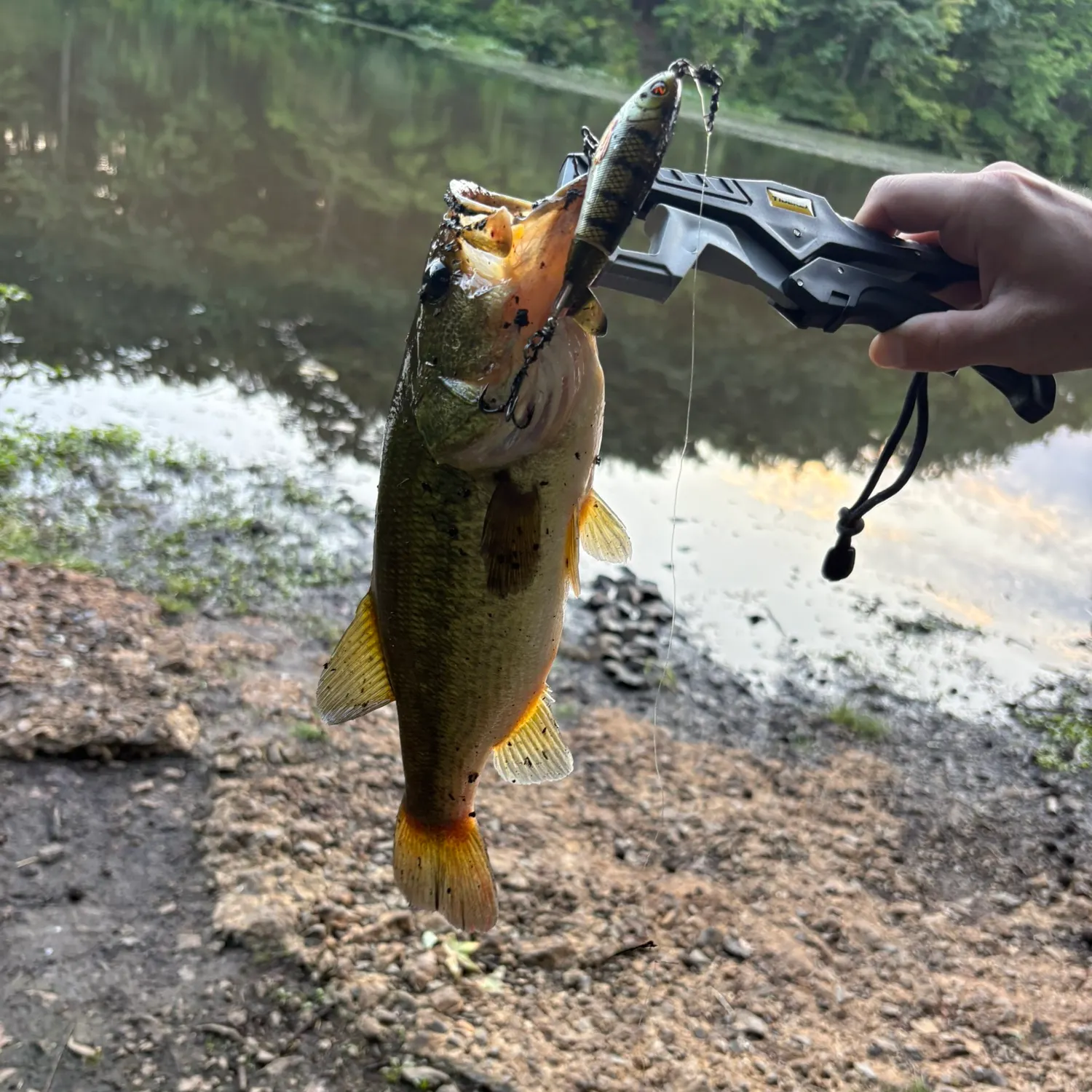 Largemouth bass caught on Fishbrain