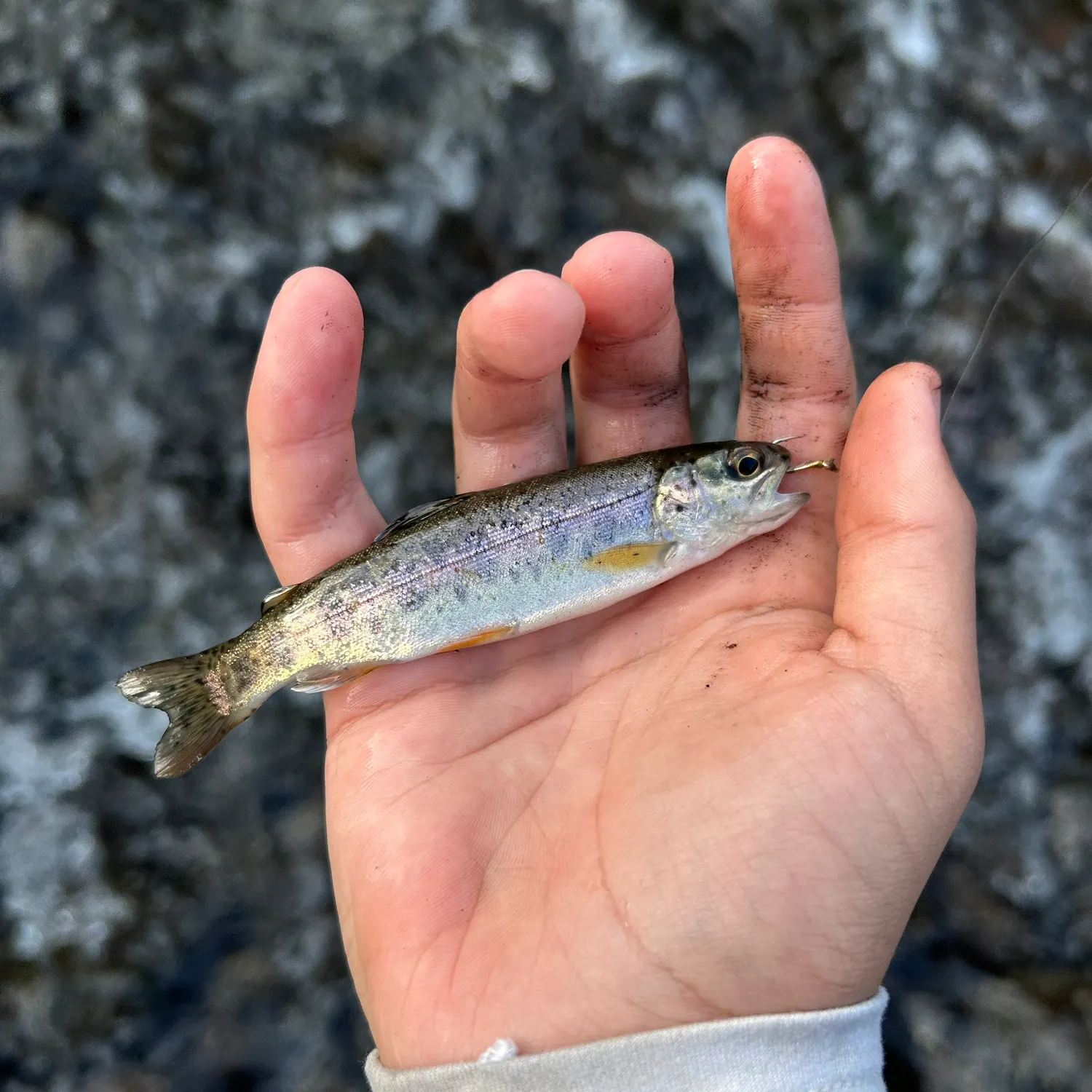 The most recent Coastal rainbow trout catches on Fishbrain