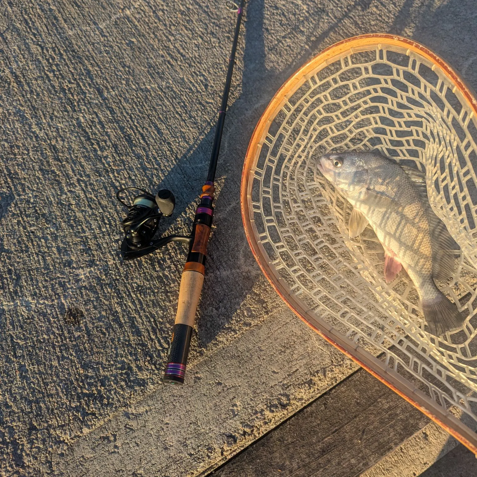 Freshwater drum caught on Fishbrain