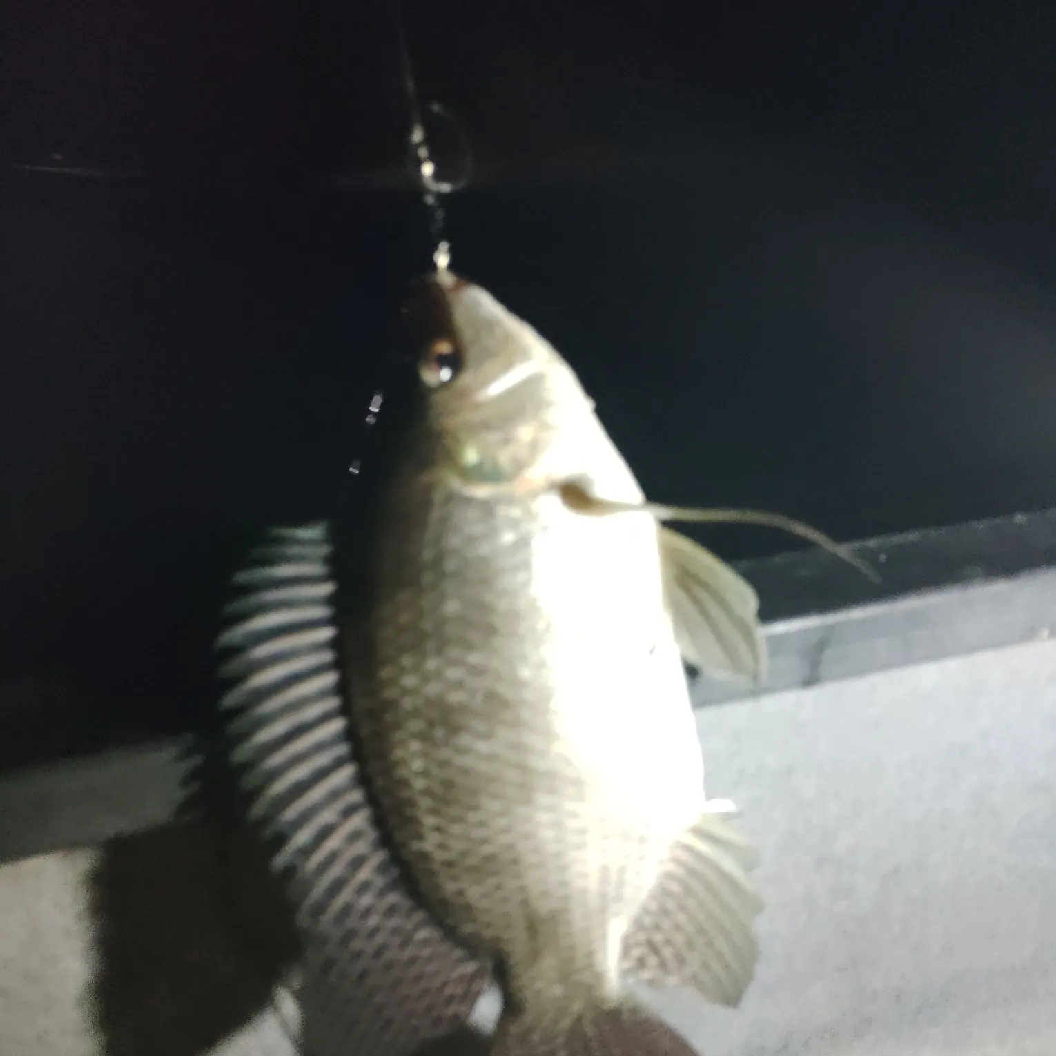 The most recent Nile tilapia catches on Fishbrain