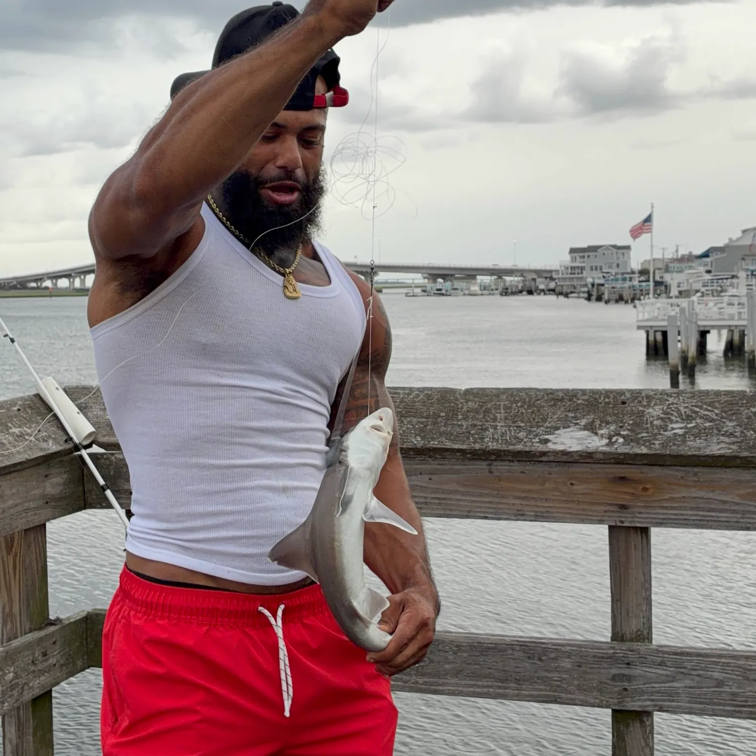 The most recent Sandbar shark catches on Fishbrain
