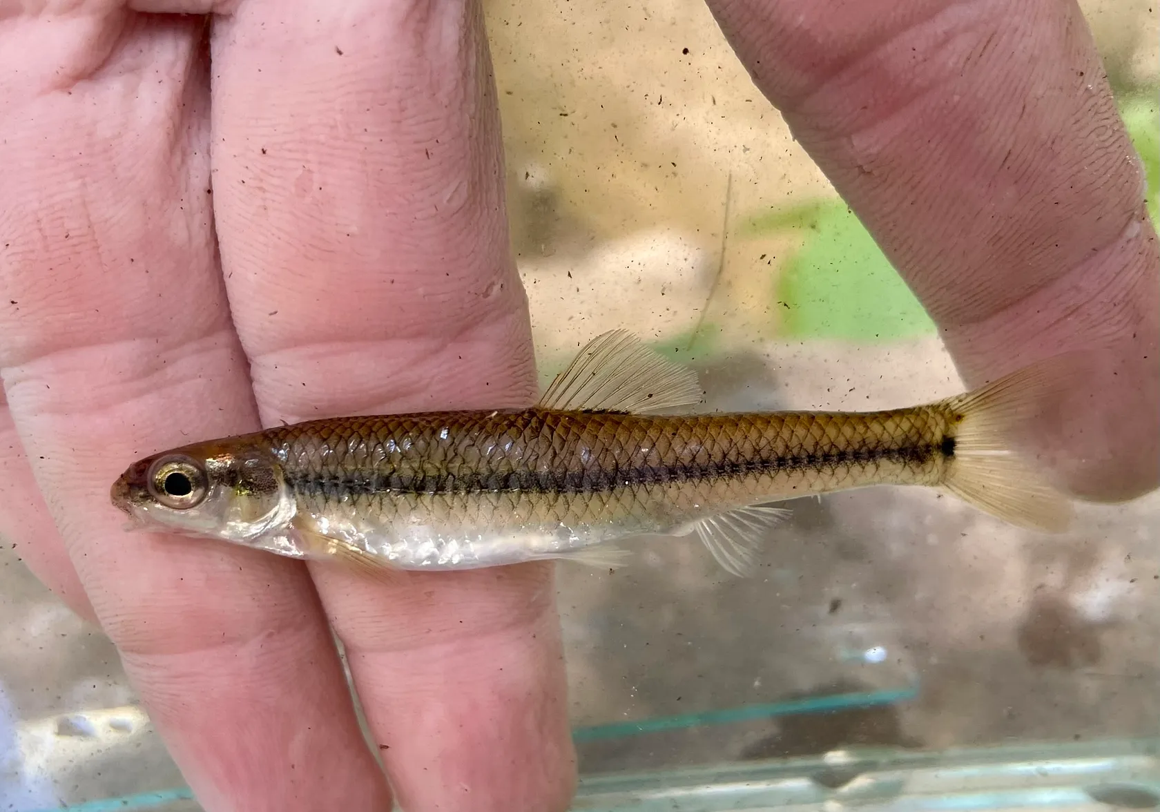 Bluntnose minnow