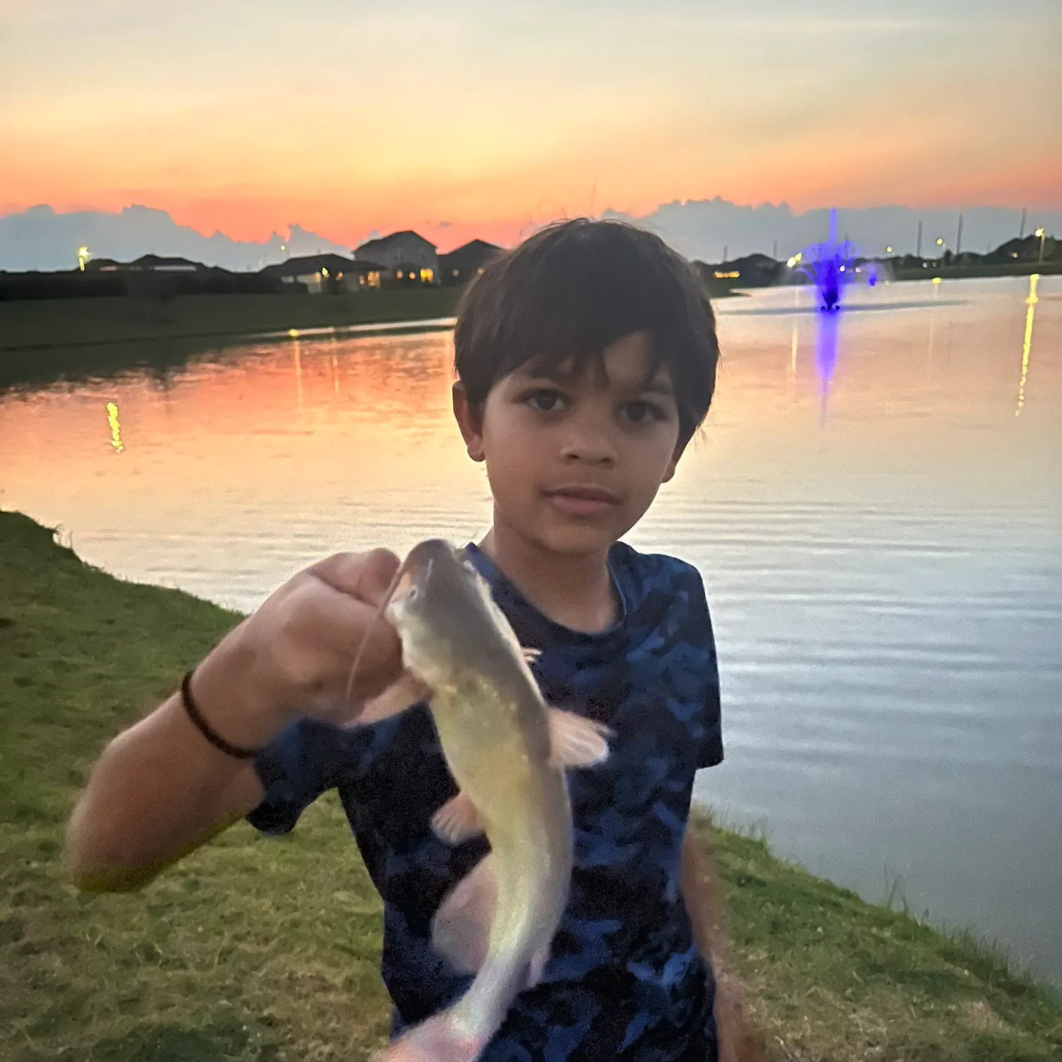 The most recent Black bullhead catches on Fishbrain