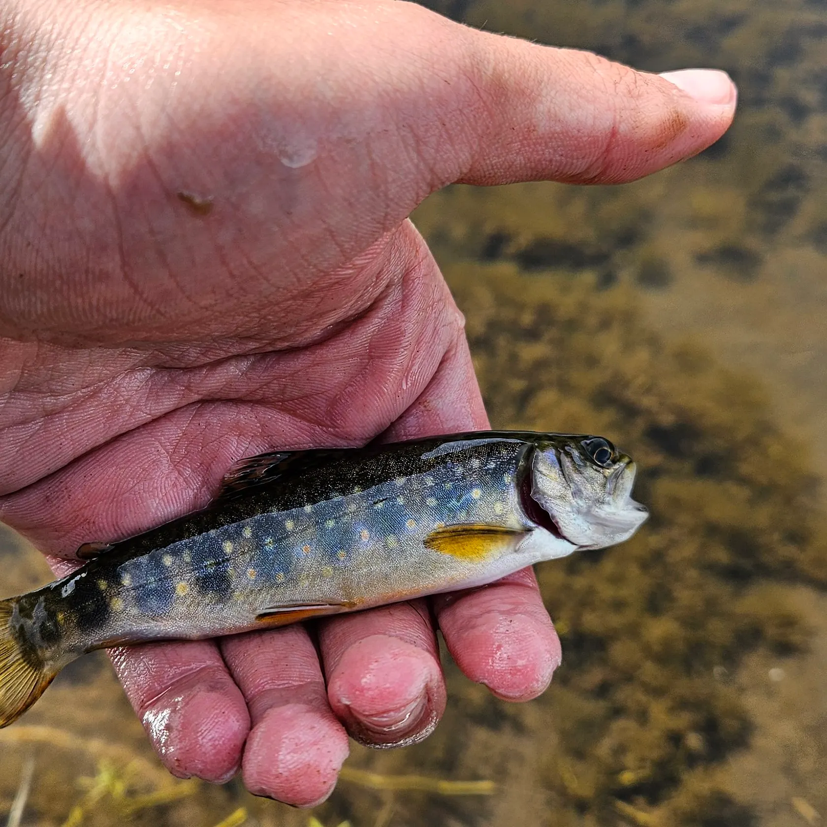 Brook trout caught on Fishbrain