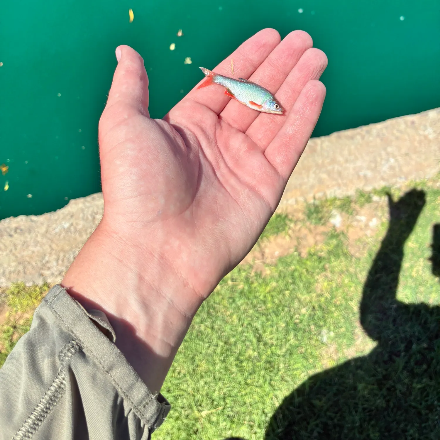 The most recent Red shiner catches on Fishbrain