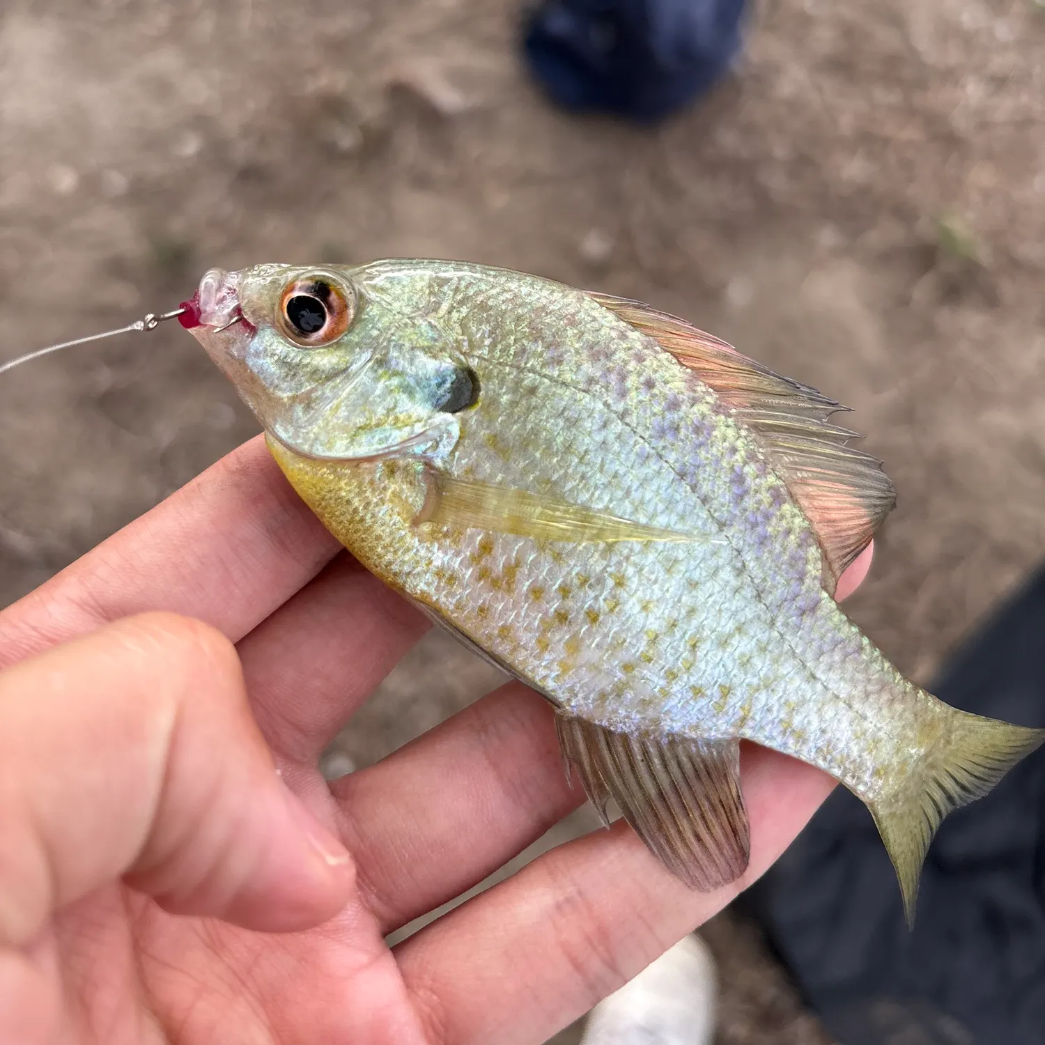 Bluegill caught on Fishbrain
