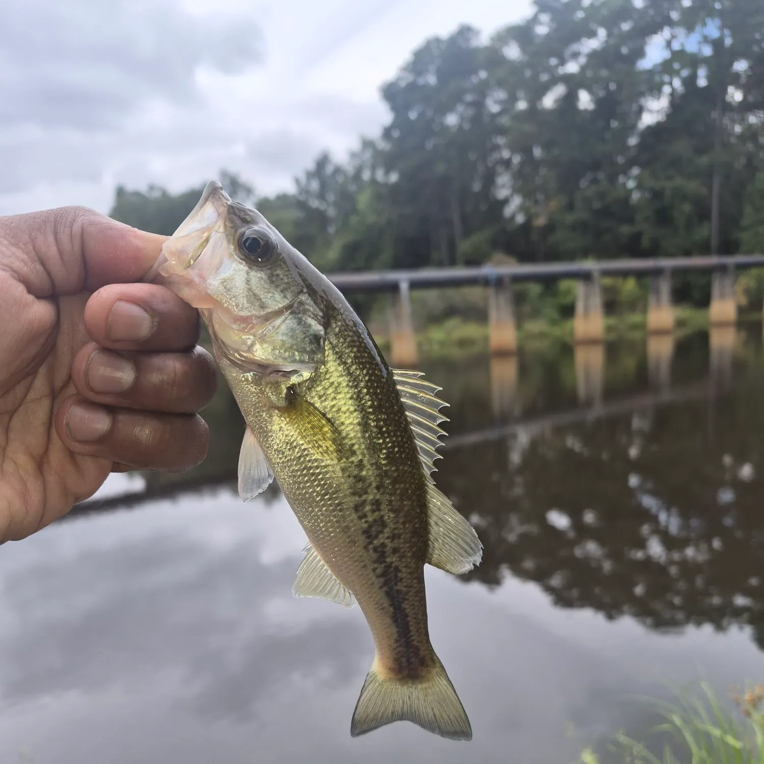 Largemouth bass caught on Fishbrain